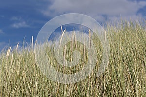 European beachgrass, Ammophila arenaria