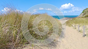 European beachgrass on the Brittany Coastline - Slow Motion