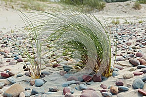 Coastel plant European beachgrass