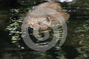 European beaver