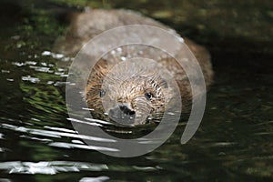 European beaver