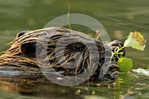 European Beaver Baby (Castor fiber)