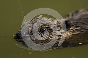 European Beaver (Castor fiber)