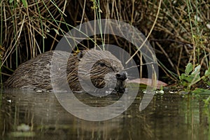 European Beaver (Castor fiber)