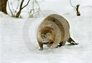 European beaver ( Castor fiber )