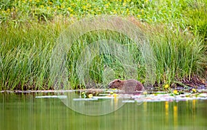 European Beaver, Castor fiber, sits in the river eating