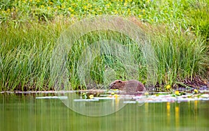 European Beaver, Castor fiber, sits in the river eating photo
