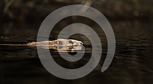 European Beaver, Castor fiber, swimming in black water photo