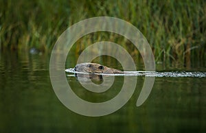 European Beaver, Castor fiber, swimming in a river photo