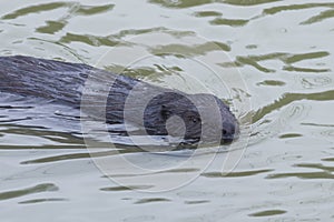 European beaver, Castor fiber, swimming in winter river, close-up portrait, selective focus