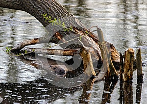 European beaver, Latin name Castor fiber