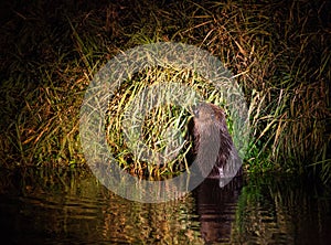 European Beaver at Narew river nighttime