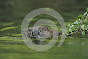 European Beaver photo