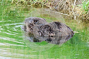 Soaked beaver with food in the stream