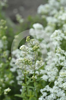 European bedstraw