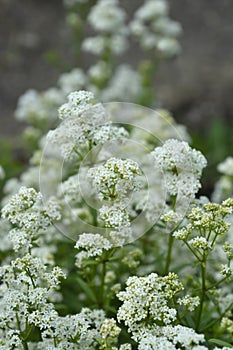 European bedstraw