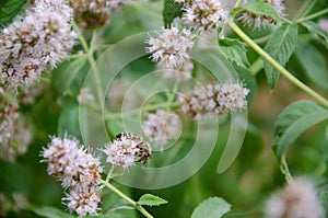 European bee collecting pollen on mint flower. Bee on flower close up