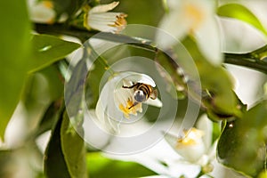 European bee collecting pollen at white tree blossom