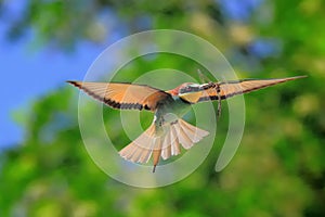 European Bee Eater