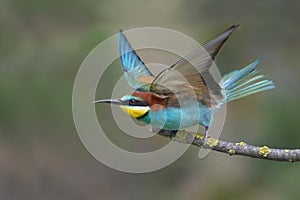 European bee eater