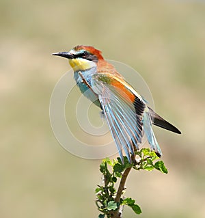 European bee-eater