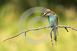 European bee-eater