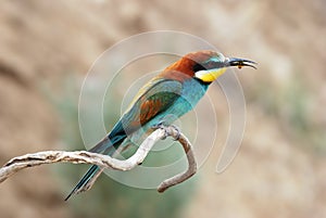 European bee eater