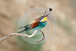 European bee eater