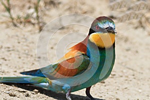 European bee eater