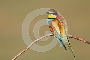 European bee-eater