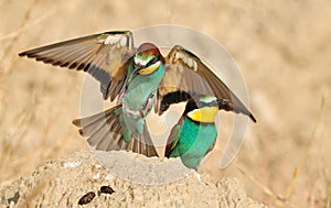 European Bee-eater photo