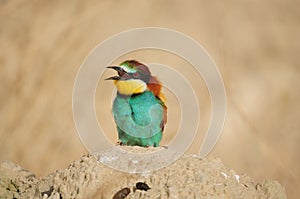 European Bee-eater photo