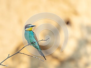 European Bee-eater, beautiful colored bird sitting on a twig, Merops apiaster