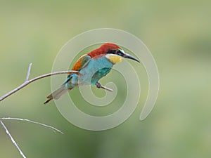 European Bee-eater, beautiful colored bird sitting on a twig, Merops apiaster