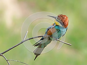 European Bee-eater, beautiful colored bird sitting on a twig,Merops apiaster