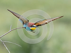 European Bee-eater, beautiful colored bird sitting on a twig, Merops apiaster