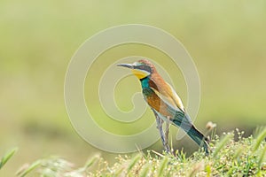 European Bee-eater, beautiful colorful bird sitting on a twig