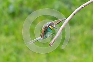 European bee eater bird landing on tree branch Merops apiaster