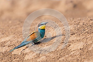 European bee-eater bird sit on ground