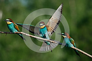 European Bee-eater comes in to land on a branch with another bee-eater