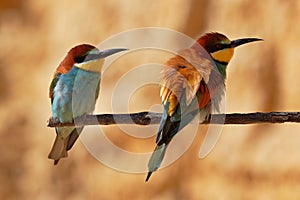 European bee-eater couple on a branch