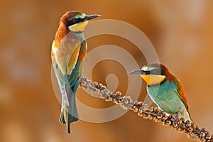 European bee-eater couple on a branch