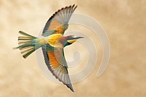 European bee-eater in flight on a beautiful background