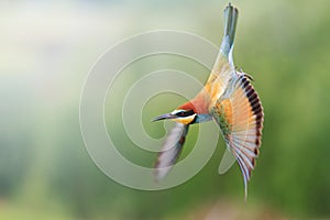 European bee-eater in flight with a green background