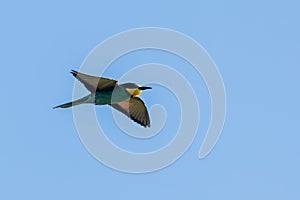 European Bee Eater In Flight Merops Apiaster