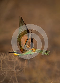 European bee-eater flying at Hamala, Bahrain