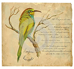 European Bee-Eater - An hand painted vector