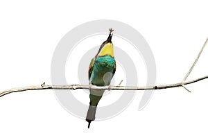 European bee-eater juggles a caught wasp, sitting on a branch i