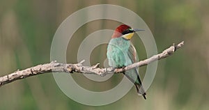 European bee-eater and landing on a branch and cleaning its beak