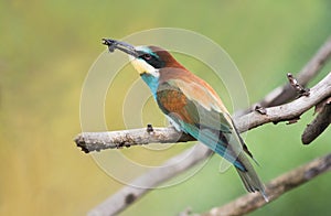 European Bee-eater or Merops